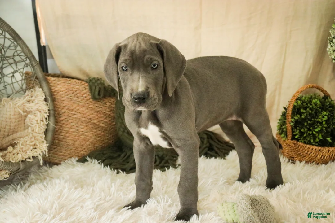 Great Dane dogs for sale: Clarabel - Ad 7