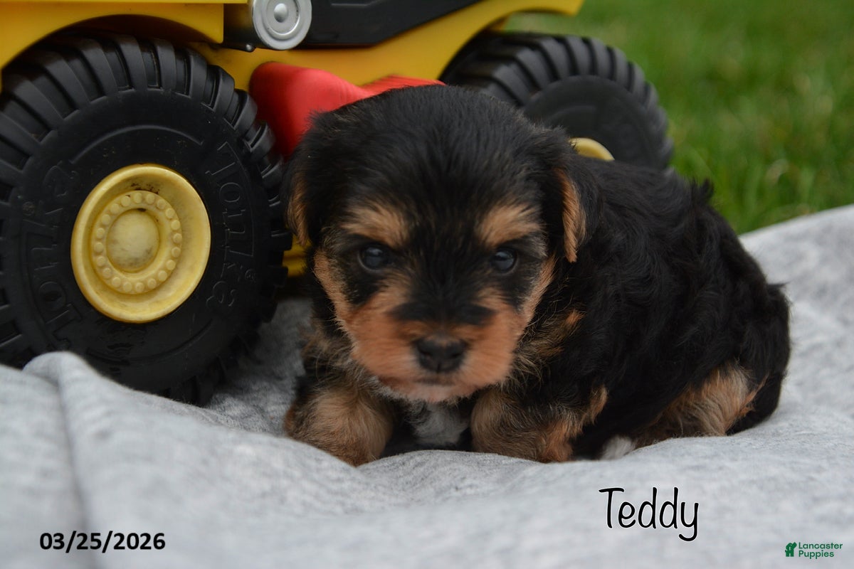 Yorkiepoo dogs Teddy - Ad 2