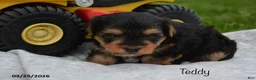 Yorkiepoo dogs for sale: Teddy - Ad 2
