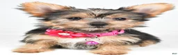 Yorkshire Terrier dogs for sale: Peggy - Ad 1