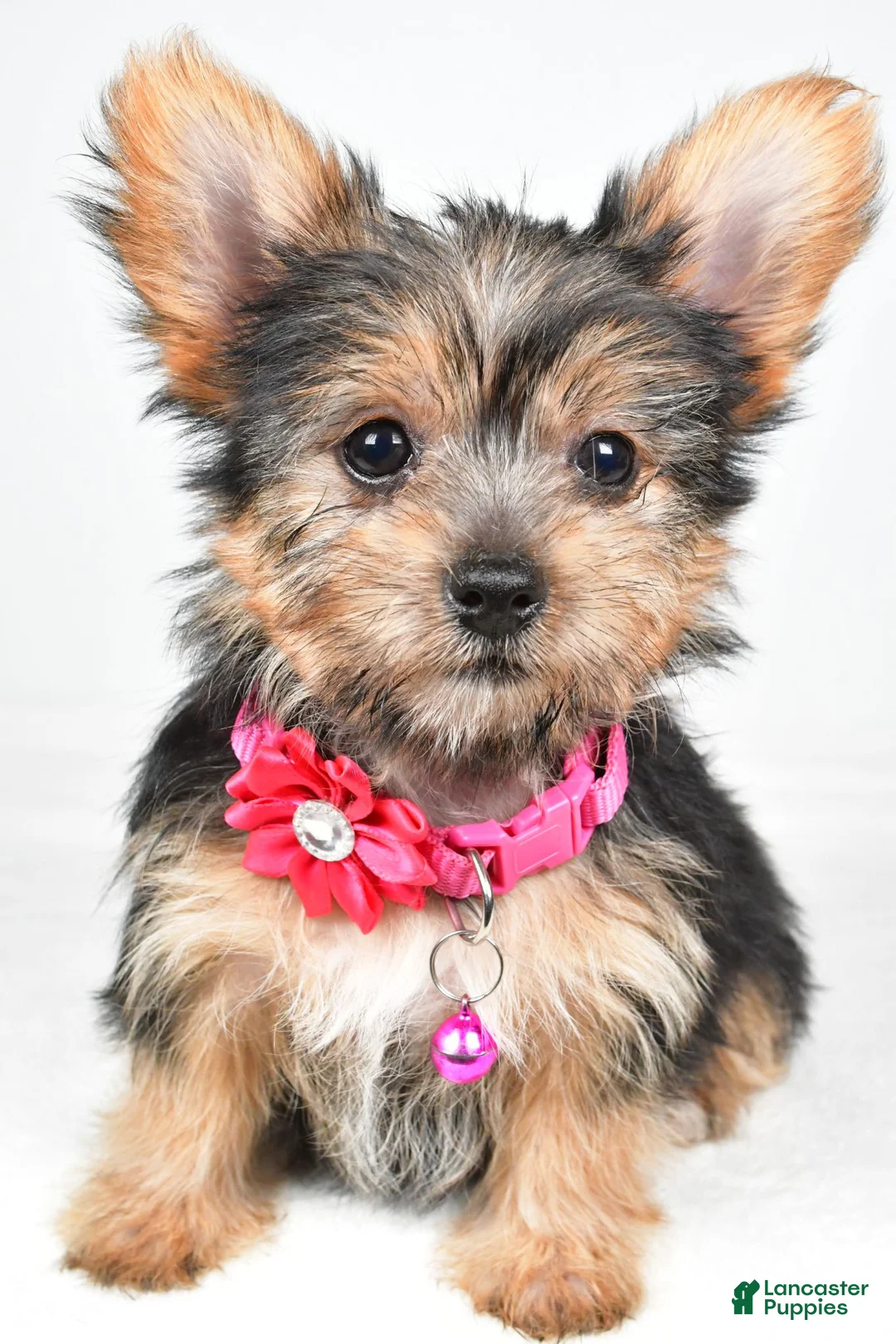 Yorkshire Terrier dogs for sale: Peggy - Ad 1