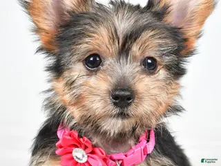 Yorkshire Terrier dogs for sale: Peggy - Ad 3