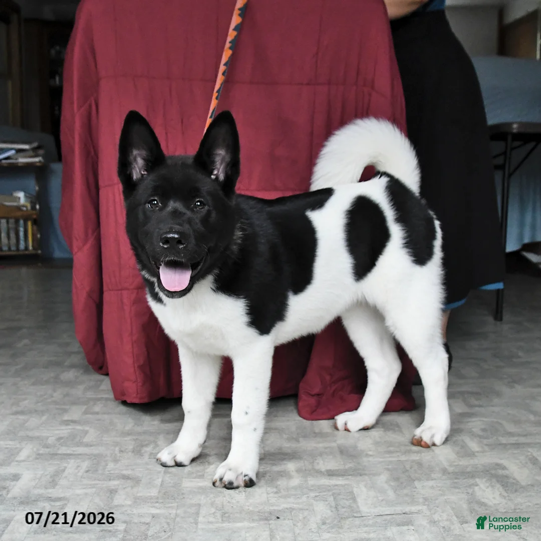 Akita dogs for sale: Kayla - Ad 2