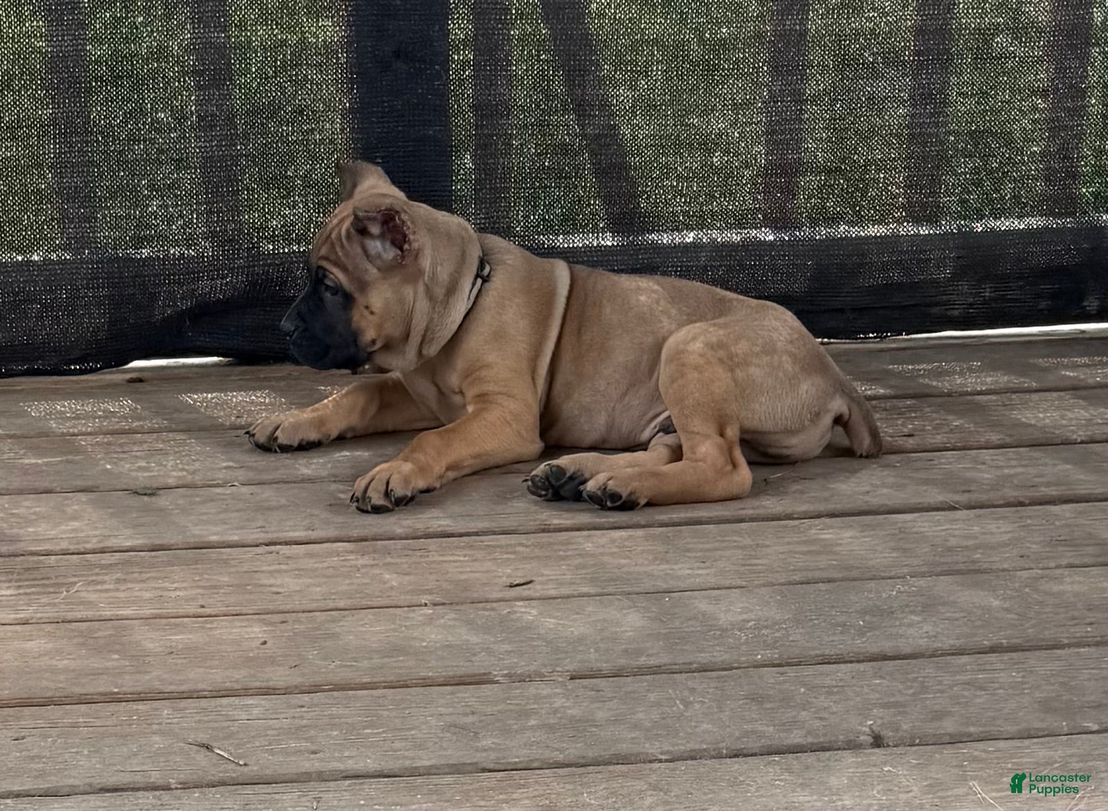 Cane Corso dogs Rigby - Ad 2