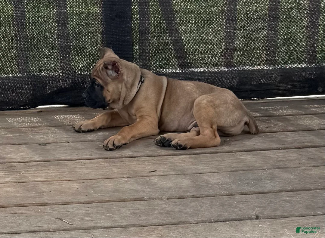 Cane Corso dogs for sale: Rigby - Ad 2
