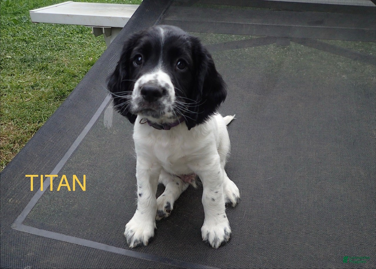 English Springer Spaniel dogs Titan - Ad 13