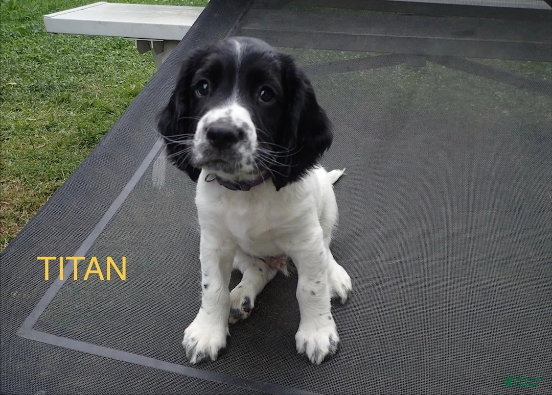 English Springer Spaniel dogs for sale: Titan - Ad 1
