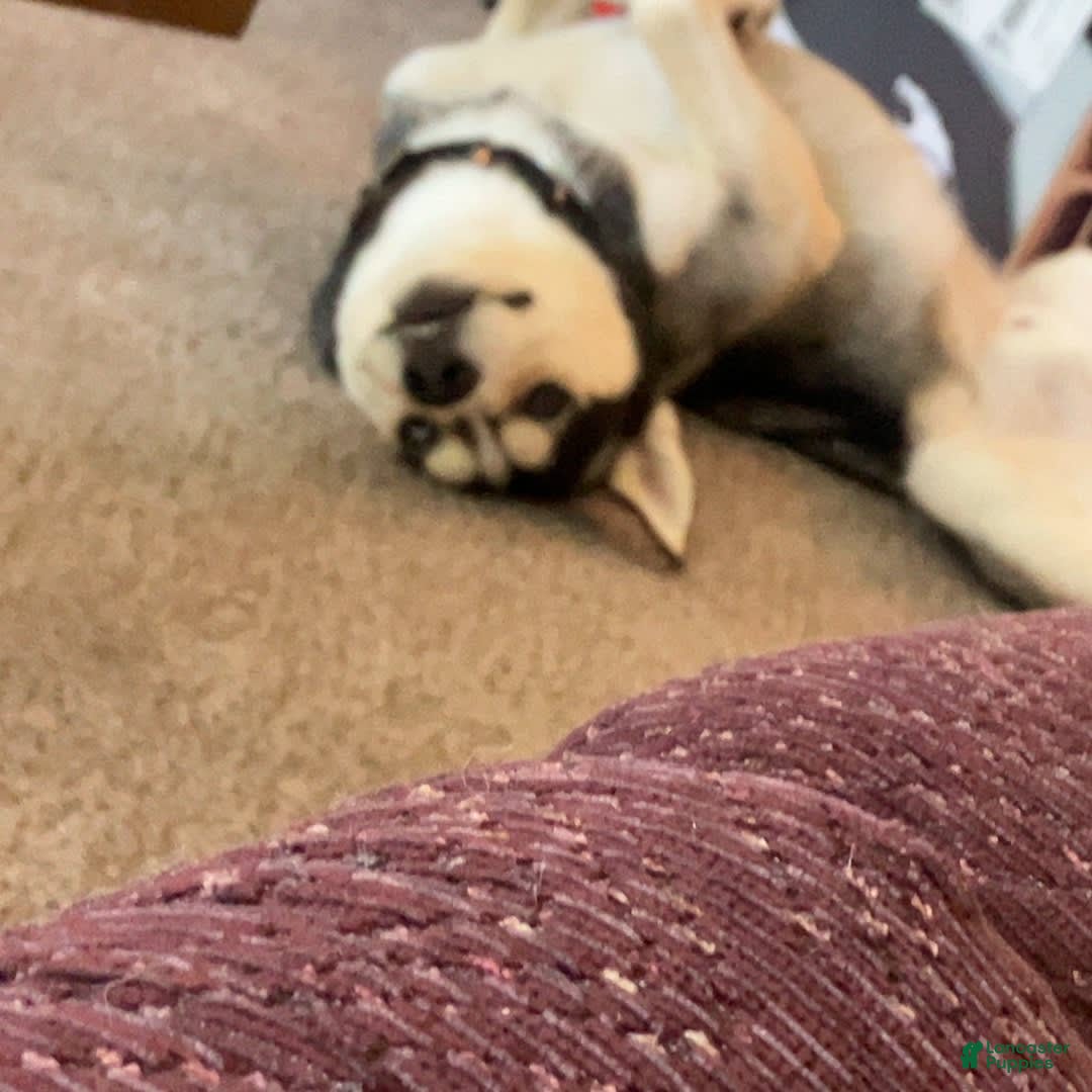 Gallery Image {{count}}