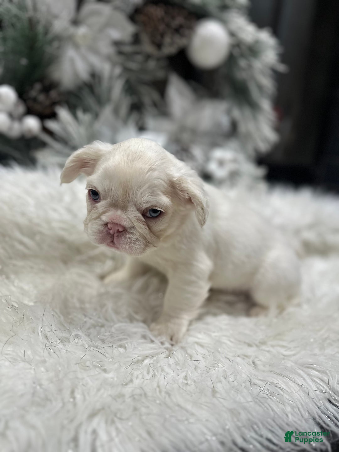 French Bulldog dogs for sale: Lilac and tan platinum fluffy pink carrier  - Ad 3
