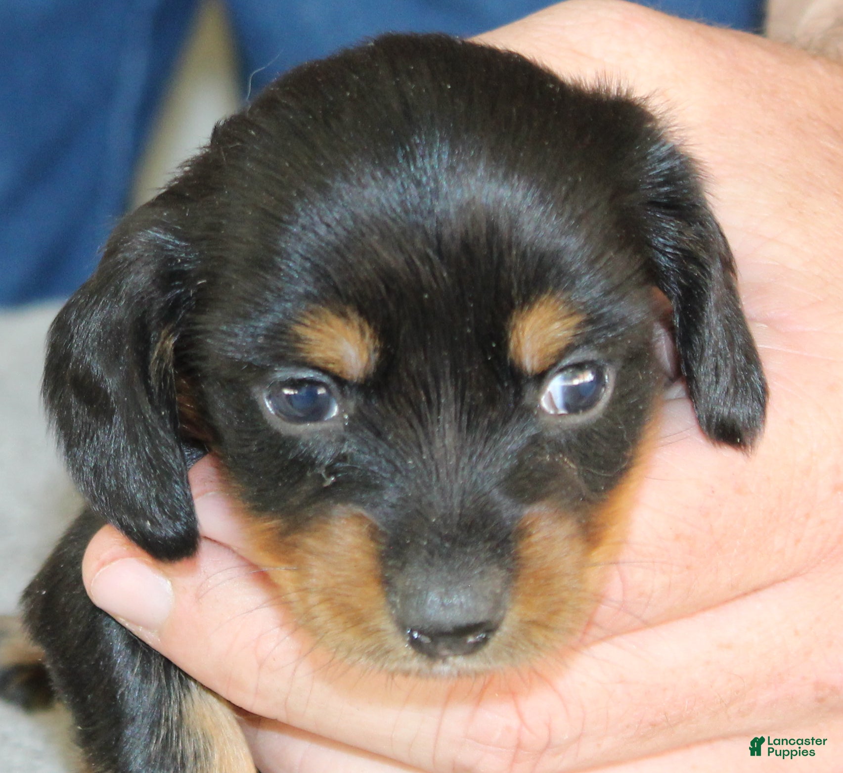 Miniature Dachshund dogs Marcy - Ad 2