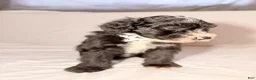 Sheepadoodle dogs for sale: Sheepadoodle Puppy 3 - Ad 14