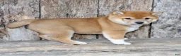 Shiba Inu dogs for sale: Zeus - Ad 4