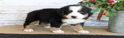 Bernese Mountain Dog dogs for sale: Major - Ad 5