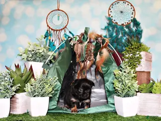 Chihuahua dogs Wraya - Ad 10