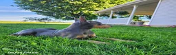 Doberman Pinscher dogs for sale: Gracie - Ad 3