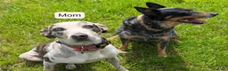 Mixed Breed dogs for sale: Gunner - Ad 4