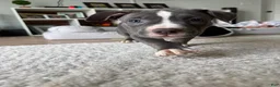 American Bully dogs for sale: Sadie - XL American Bully Puppy  - Ad 3