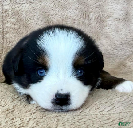 Miniature Australian Shepherd dogs Uriel - Ad 2