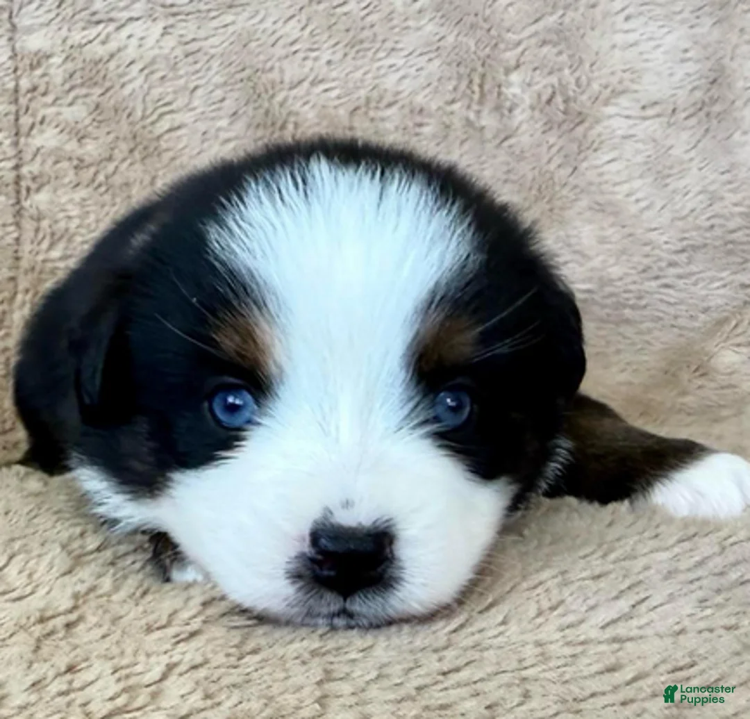 Miniature Australian Shepherd dogs for sale: Uriel - Ad 2