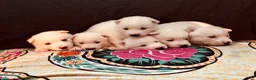 Pomsky dogs for sale: Hail - Ad 8