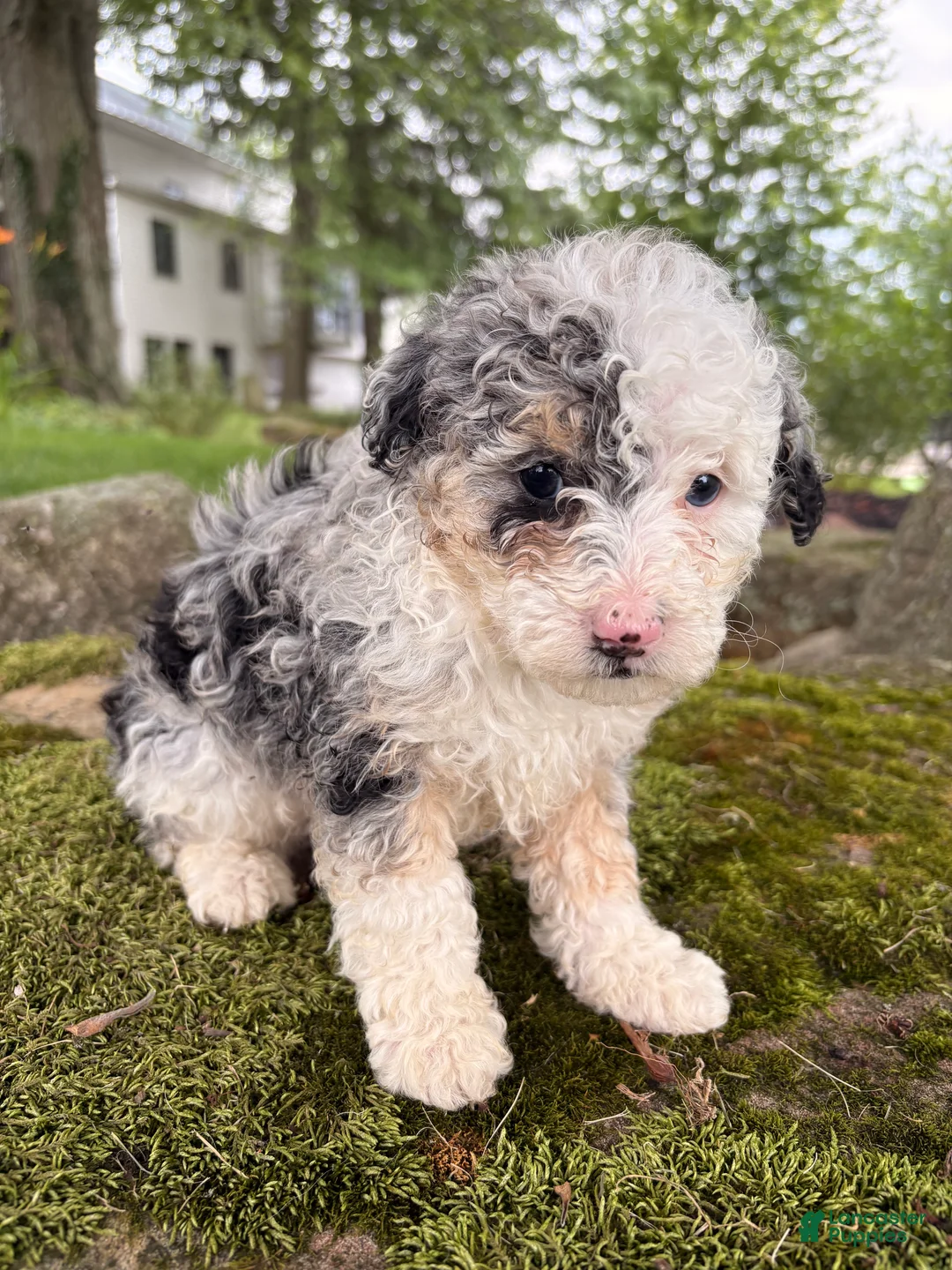 Corgipoo dogs for sale: Iris-F1B- CorgiPoo Merle - Ad 1