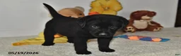 Labrador Retriever dogs for sale: Charlie - Ad 4