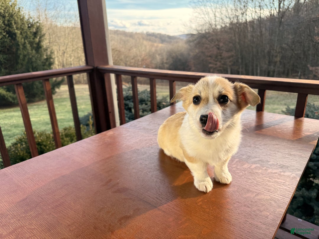 Welsh Corgi Pembroke dogs for sale: Bonnie Sue - Ad 19