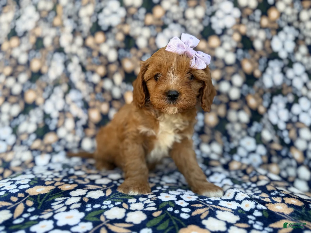 Cavapoo dogs for sale: Nessa - Ad 10