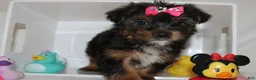 Yorkshire Terrier dogs for sale:  Sassy  - Ad 4
