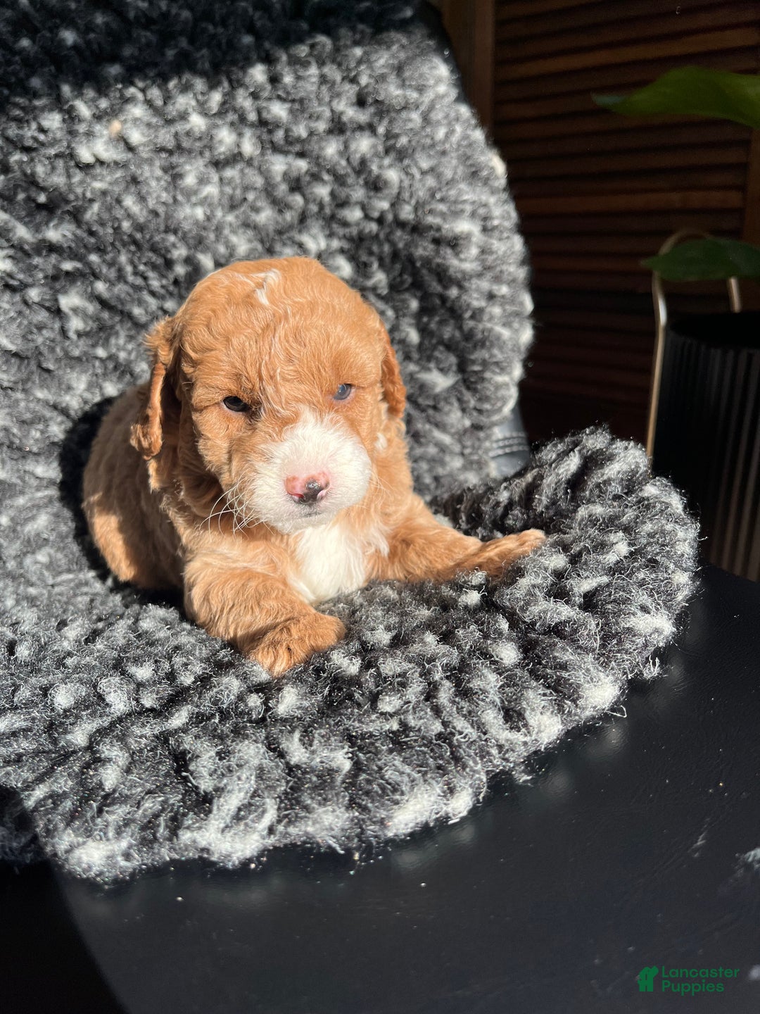 Mini Goldendoodle dogs for sale: Willow - Ad 3