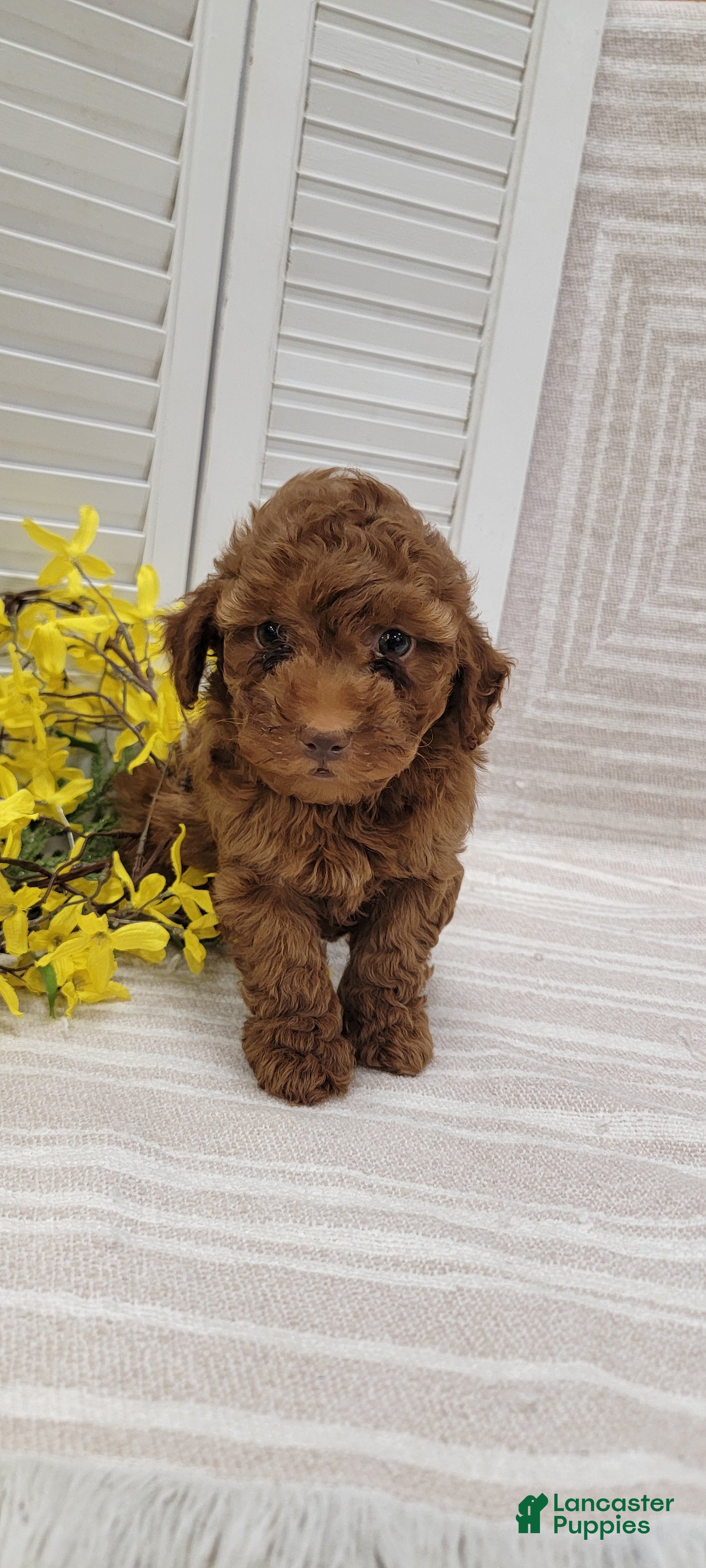 Cockapoo dogs Ramsey - Ad 2