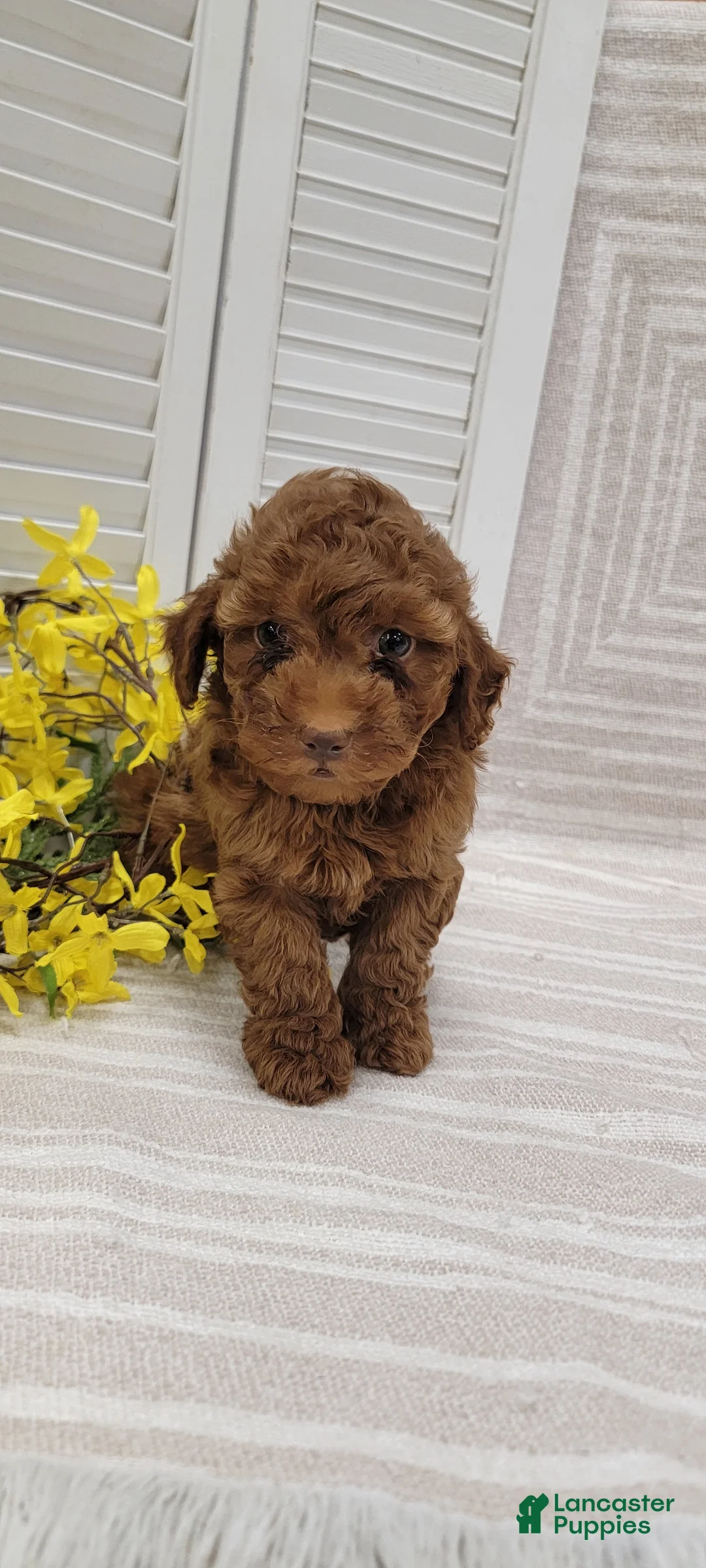 Cockapoo dogs for sale: Ramsey - Ad 2