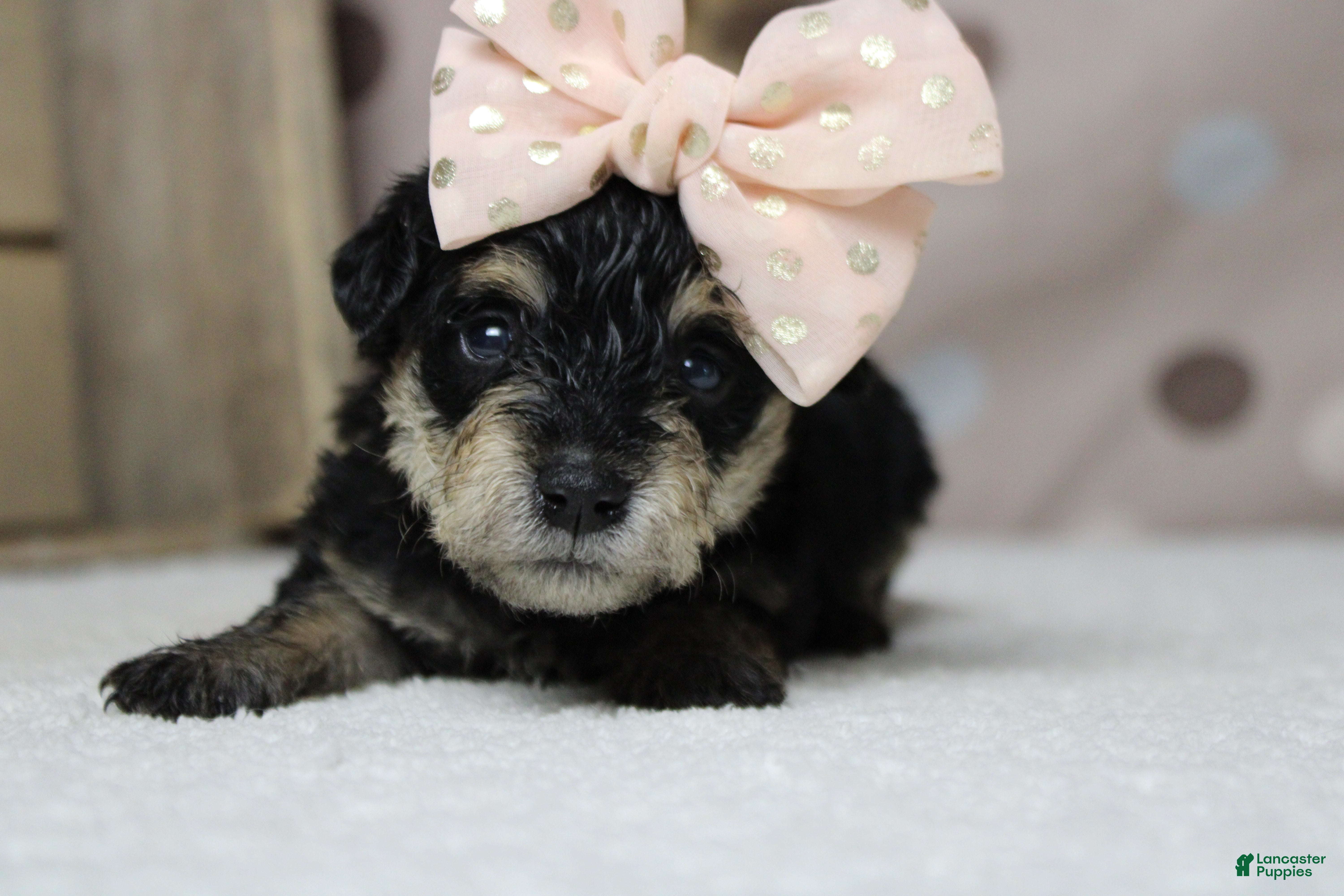 Schnoodle dogs Rose - Ad 3