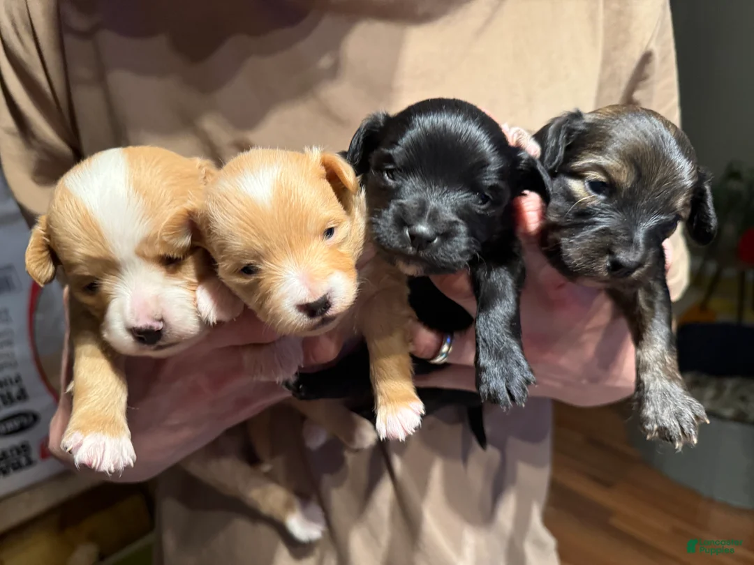 Mixed Breed dogs for sale: Mixed Breed Puppy 3 - Ad 5