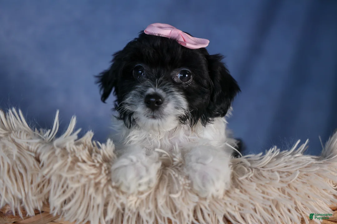 Havapoo dogs for sale: FREDA - Ad 1