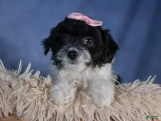 Havapoo dogs FREDA - Ad 31