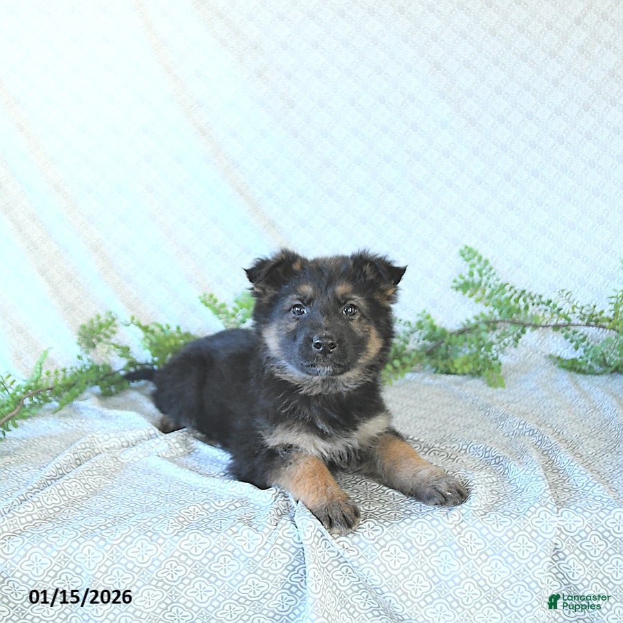 German Shepherd dogs Mia  - Ad 3