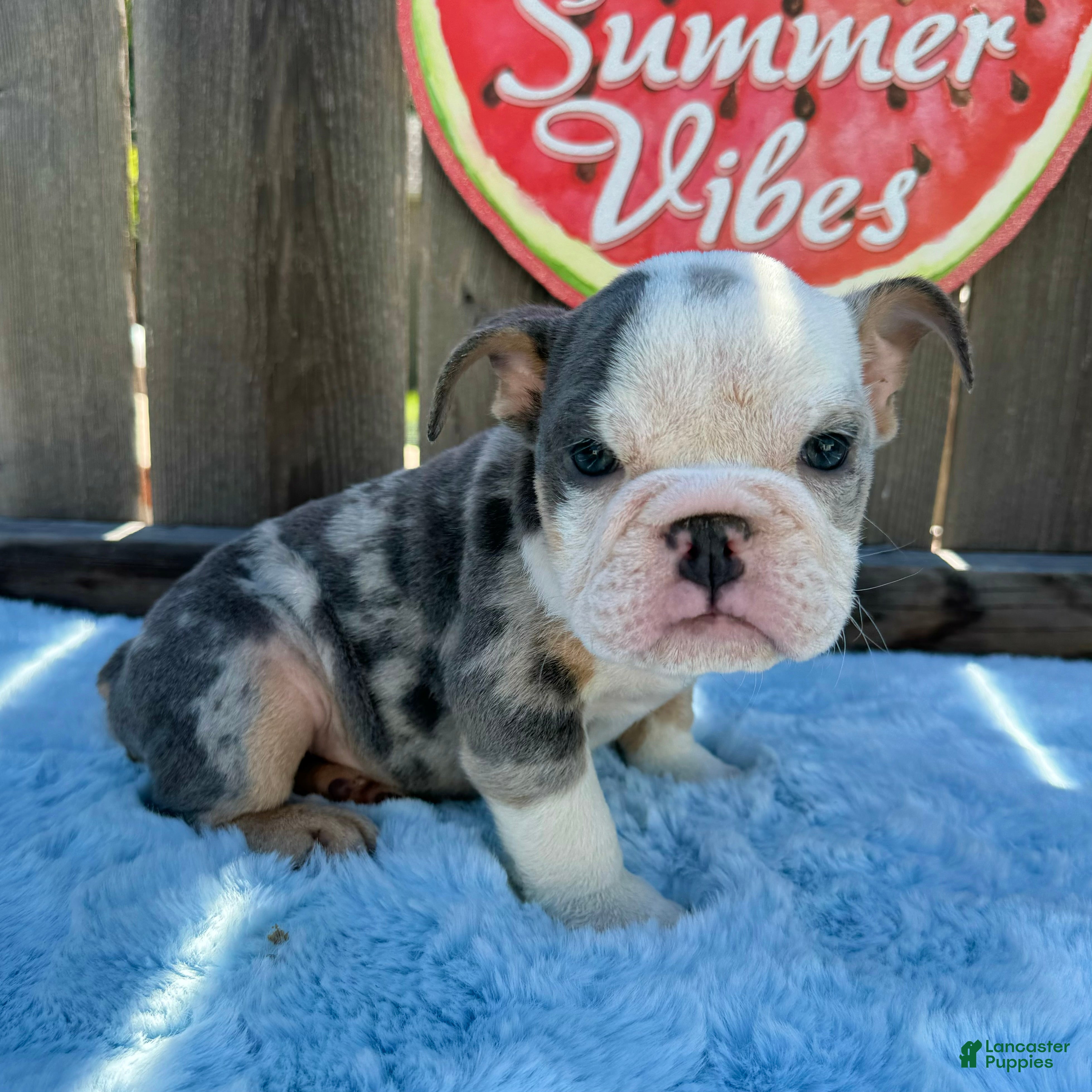 English Bulldog dogs Zully - Ad 1
