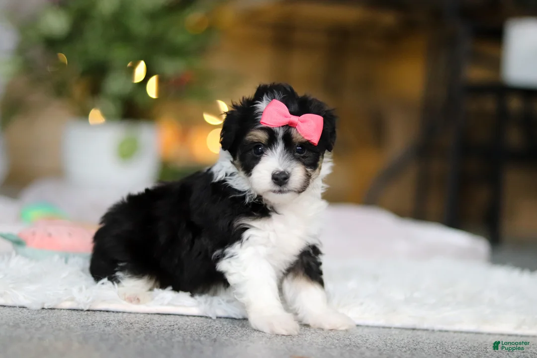 Mixed Breed dogs for sale: Barbie - Ad 2