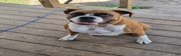 Boxer dogs for sale: Jack - Ad 9