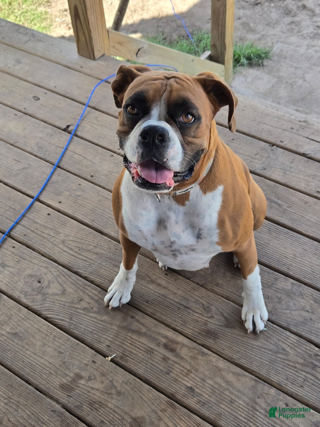 Boxer dogs for sale: Jack - Ad 9