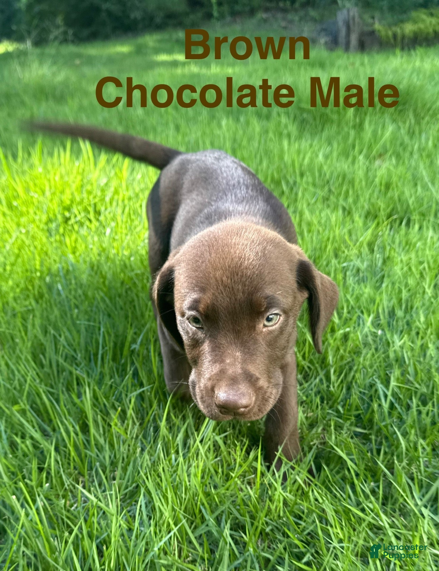 Labrador Retriever dogs Brown - Ad 2