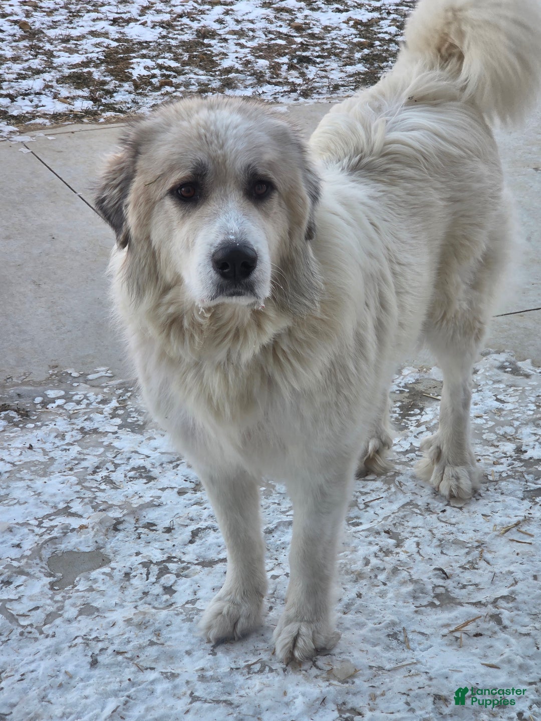 Great Pyrenees dogs for sale: Casper - Ad 11