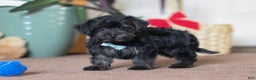 Yorkiepoo dogs for sale: Jason - Ad 4