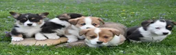 Welsh Corgi Pembroke dogs for sale: Magic - Ad 3