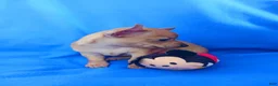 Chihuahua dogs for sale: Floppy ears - Ad 4