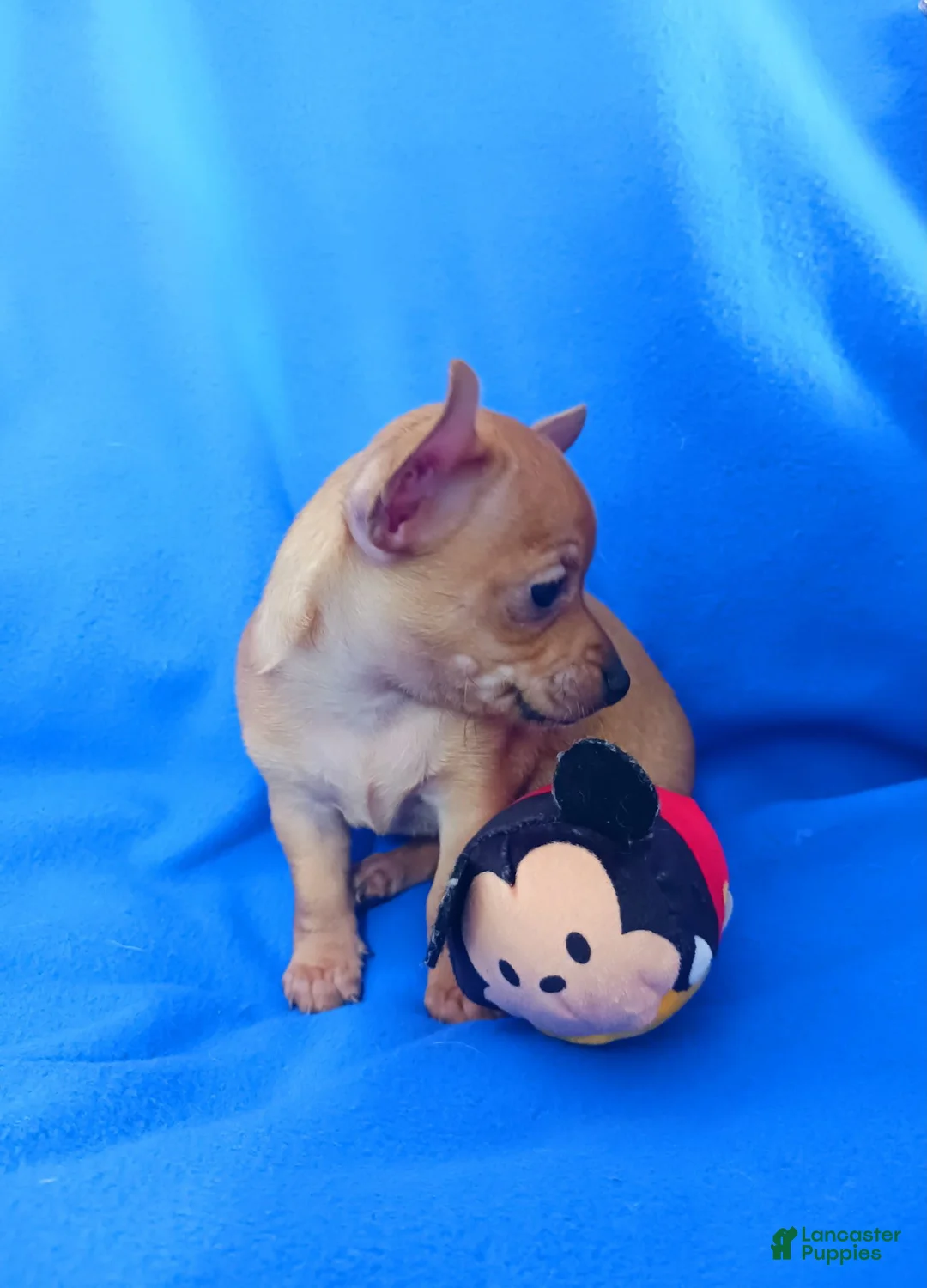 Chihuahua dogs for sale: Floppy ears - Ad 4