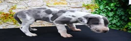 Great Dane dogs for sale: Cujo - Ad 4