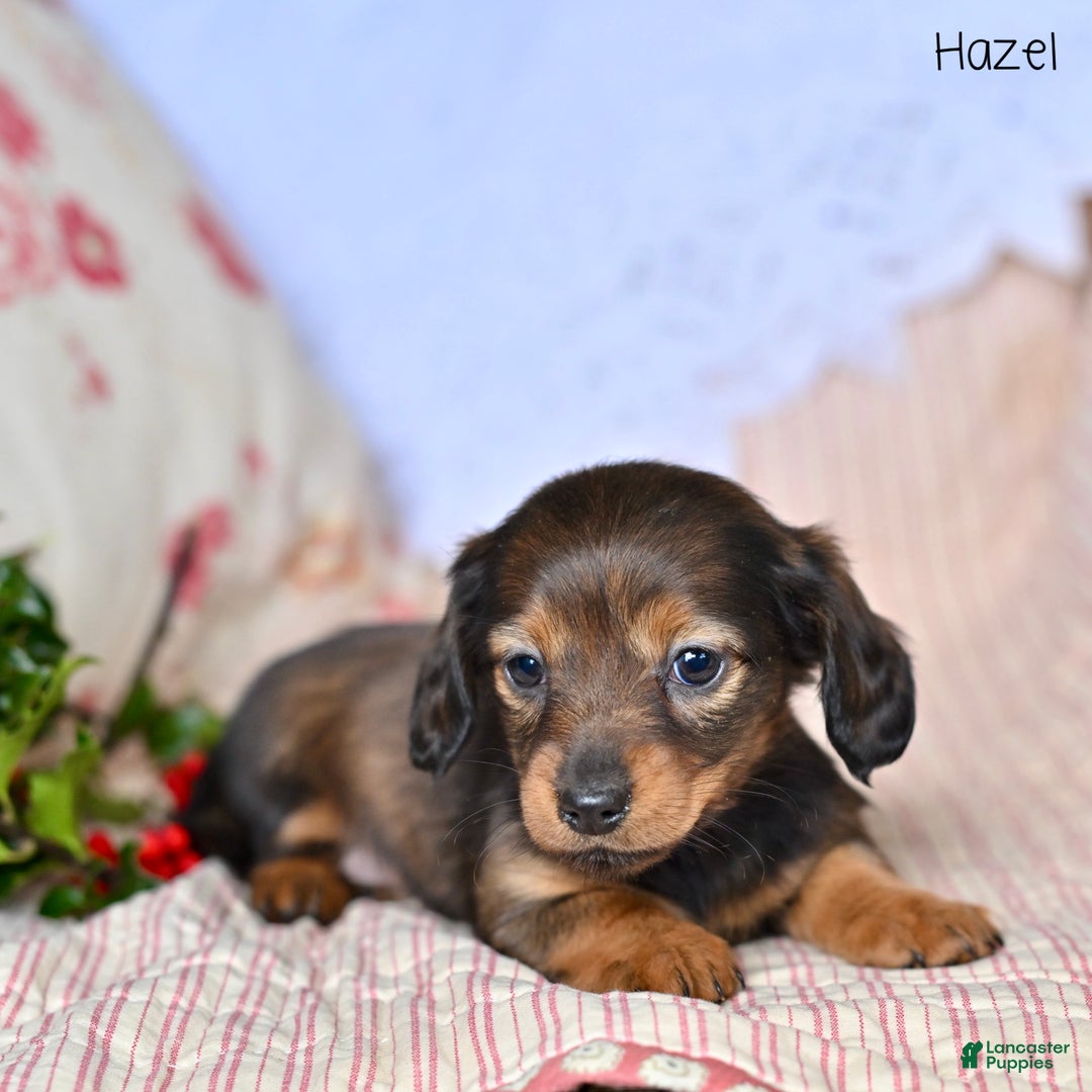 Miniature Dachshund dogs for sale: Hazel - Ad 4
