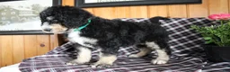 Bernedoodle dogs for sale: Carson - Ad 4